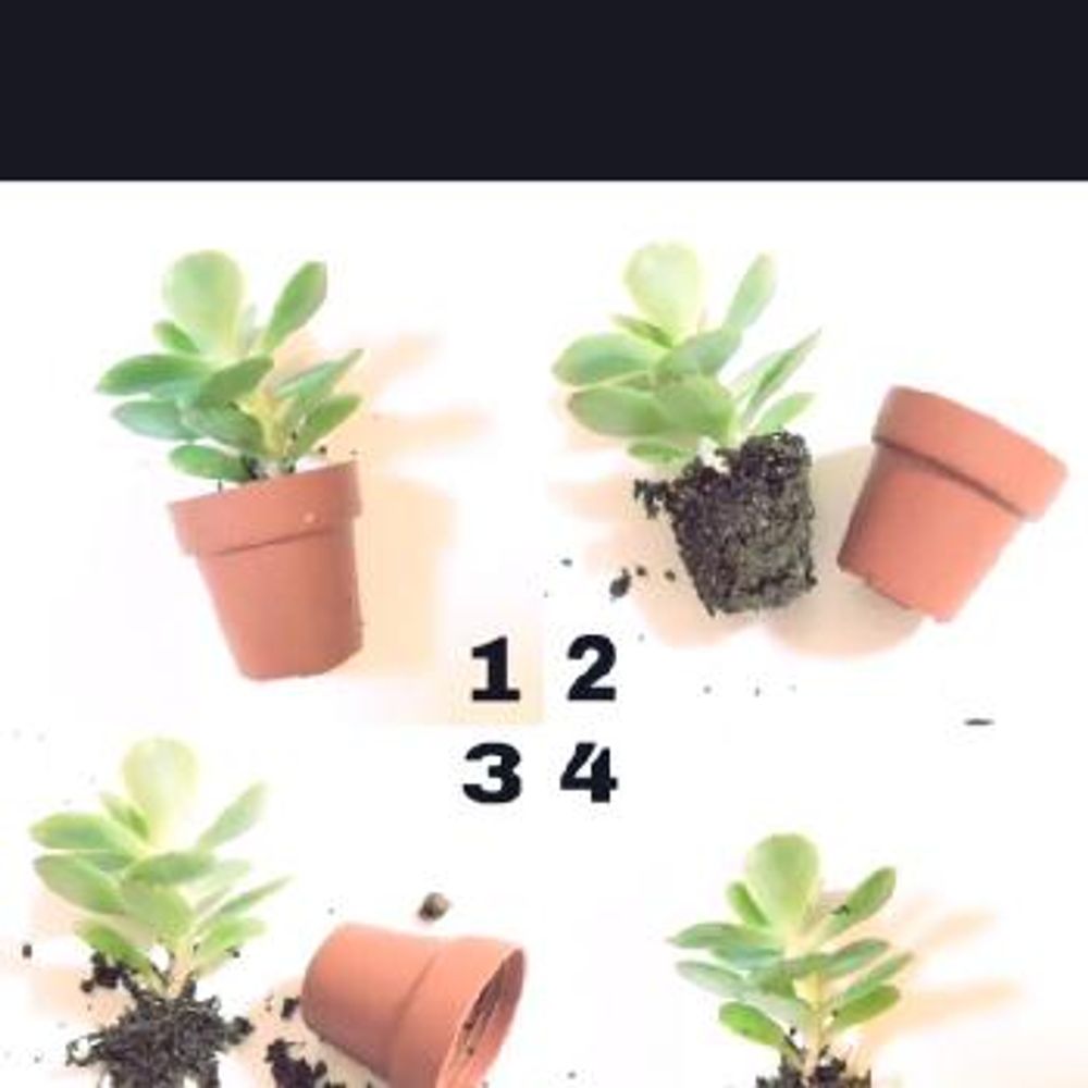 Photo by よりどりもどりさん