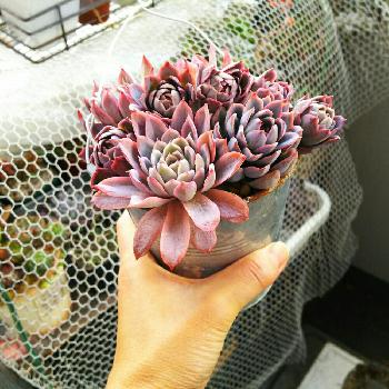 赤く色づく多肉植物について紹介します Greensnap グリーンスナップ