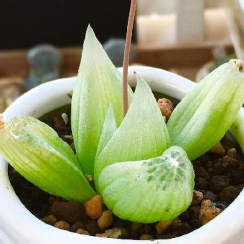 こんなの見たことない 珍しい多肉植物3選 Greensnap グリーンスナップ
