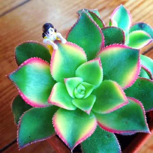 赤と緑のグラデーションが美しい！多肉植物の「夕映え」とは  