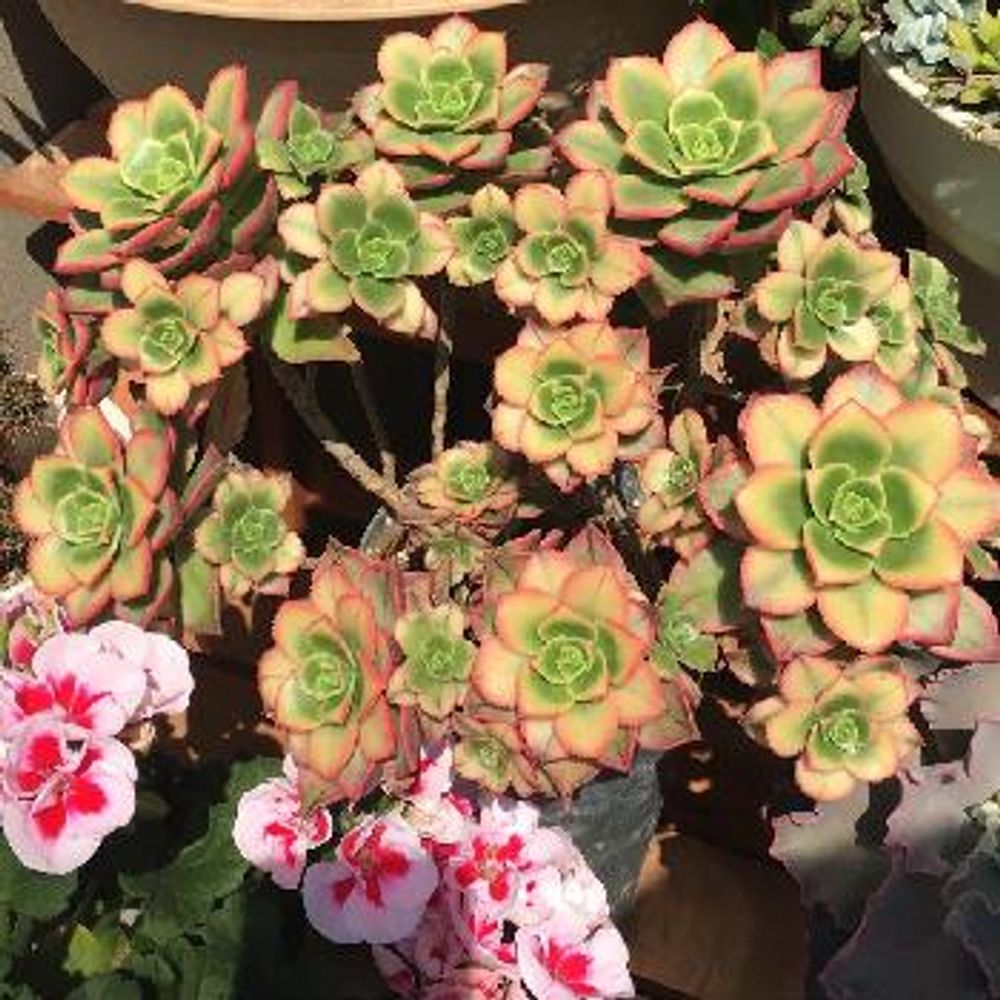 Photo by オニさん