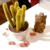 購入後の注意点。サボテンの植え替えについての画像