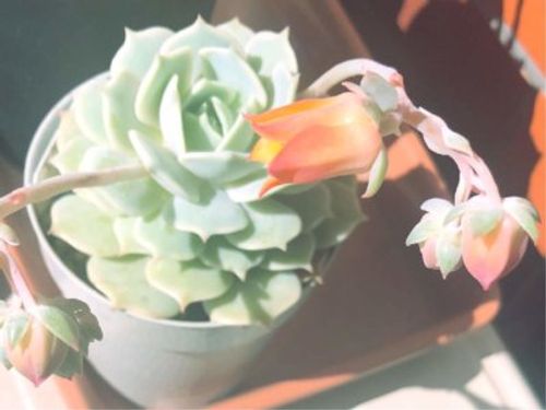 多肉植物のローラとは エケベリア属 育て方もご紹介 Greensnap グリーンスナップ 多肉植物のローラとは エケベリア属 育て方もご紹介 Greensnap グリーンスナップ