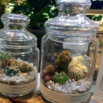 東京近郊にある 多肉植物を扱う園芸屋 Greensnap グリーンスナップ