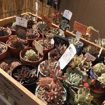 東京近郊にある 多肉植物を扱う園芸屋 Greensnap グリーンスナップ