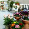 東京近郊にある、多肉植物を扱う園芸屋の画像