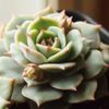 多肉植物の特性を活かして葉挿しにチャレンジの画像