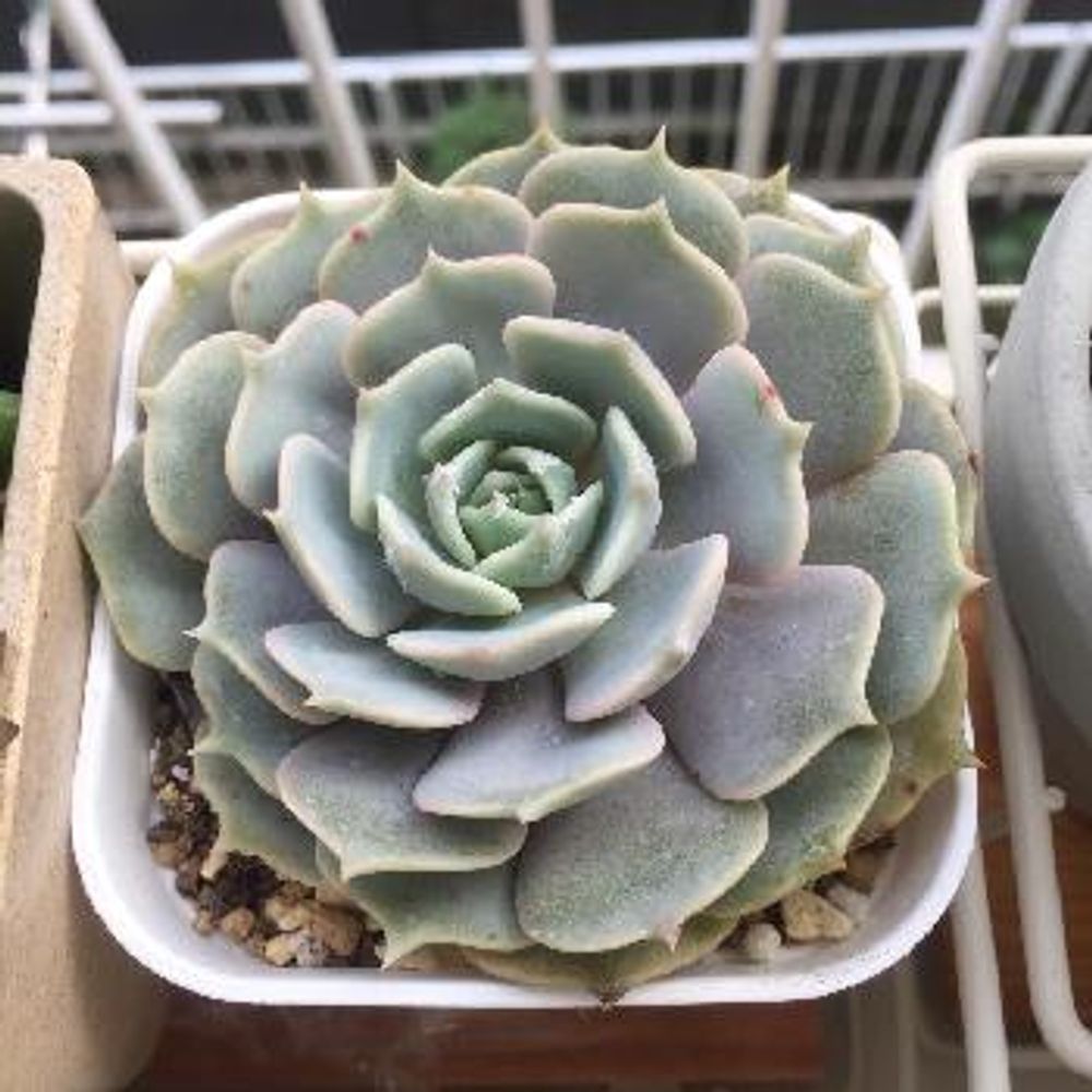 Photo by りんごさん