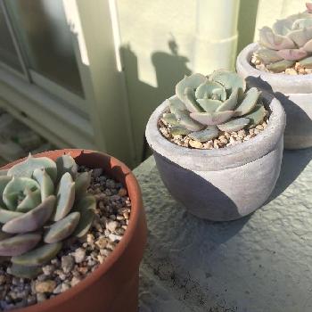 多肉植物のローラとは エケベリア属 育て方もご紹介 Greensnap グリーンスナップ