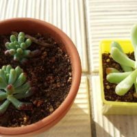 名前まで可愛い！多肉植物・恋心の育て方を紹介の画像
