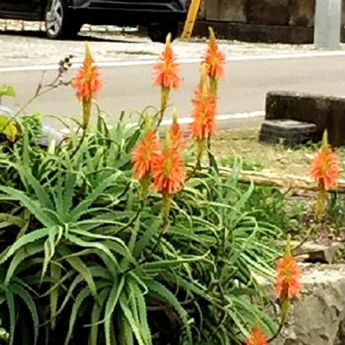 夏にオレンジ色の花を咲かせる多肉植物の種類をご紹介 Greensnap グリーンスナップ