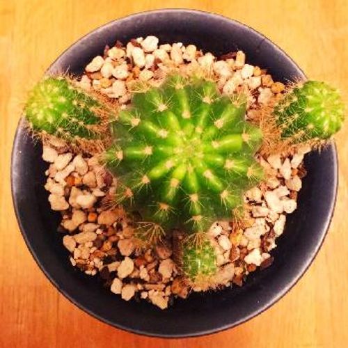 購入後の注意点 サボテンの植え替えについて Greensnap グリーンスナップ