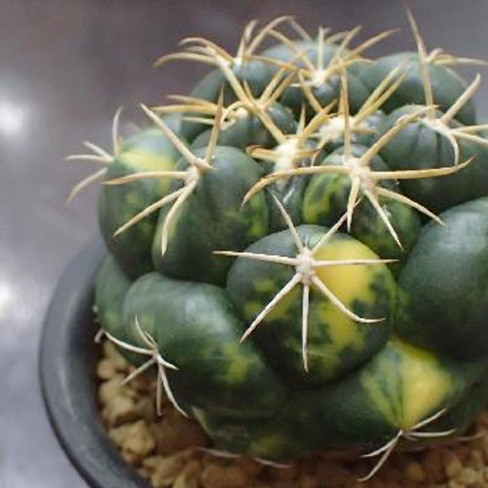 Photo by わんくろさん