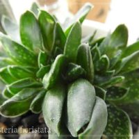 生命力が高いガステリアの育て方！の画像