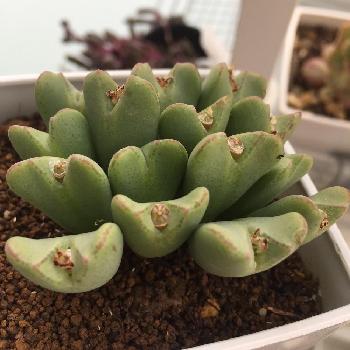 通販で購入可能！ちょっと不思議なコノフィツムの世界｜🍀GreenSnap