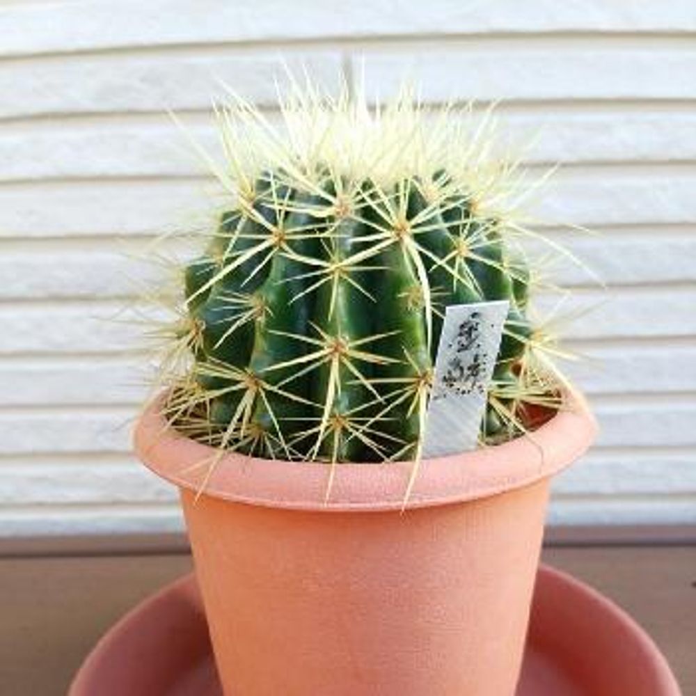 Photo by はらぺこさん