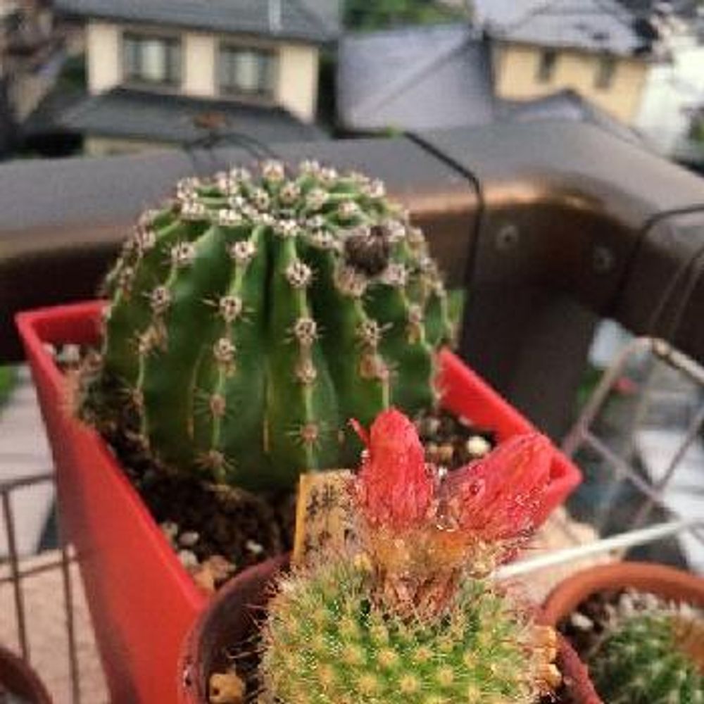 Photo by 六ペンスさん