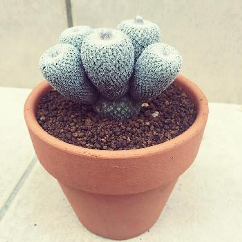 Photo by 旬花～310 Gardening ～さん