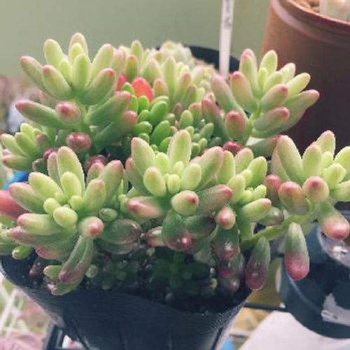 人気の多肉植物セダム属 厳選3種類 Greensnap グリーンスナップ