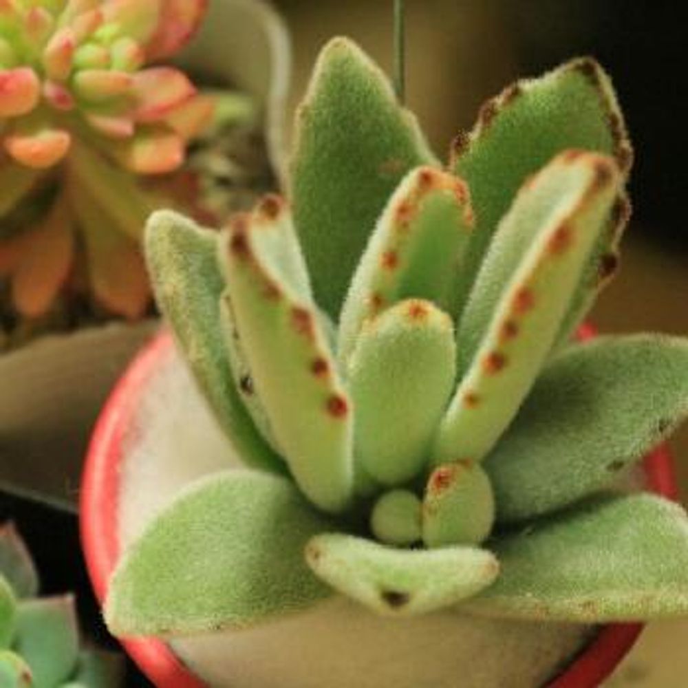 うさぎの耳みたい？月兎耳（ツキトジ）の育て方！｜🍀GreenSnap（グリーンスナップ）