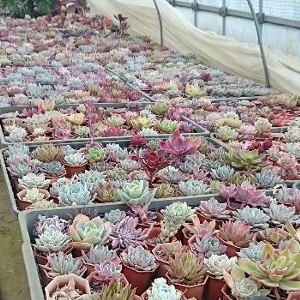 Photo by miariさん