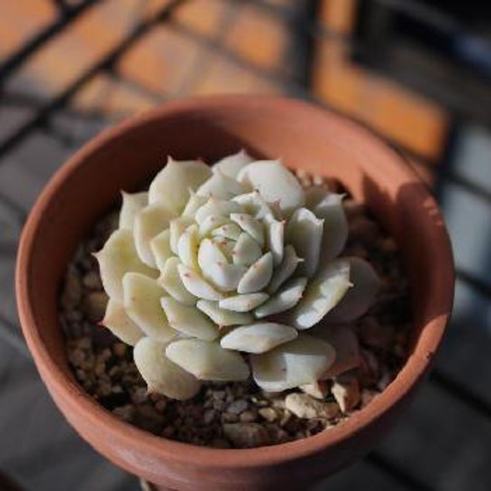 Photo by トム子さん