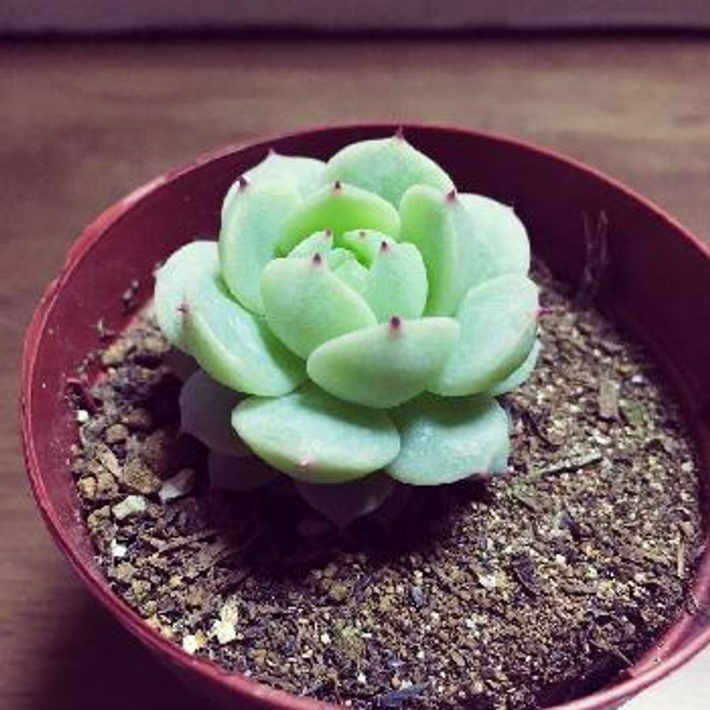 Photo by さくままさん