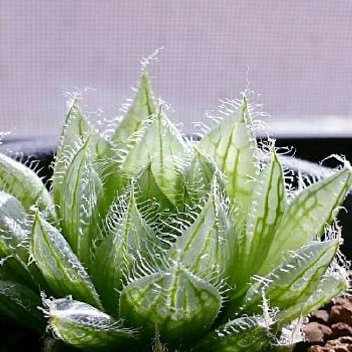 幻想的で美しい透明の多肉植物 Greensnap グリーンスナップ
