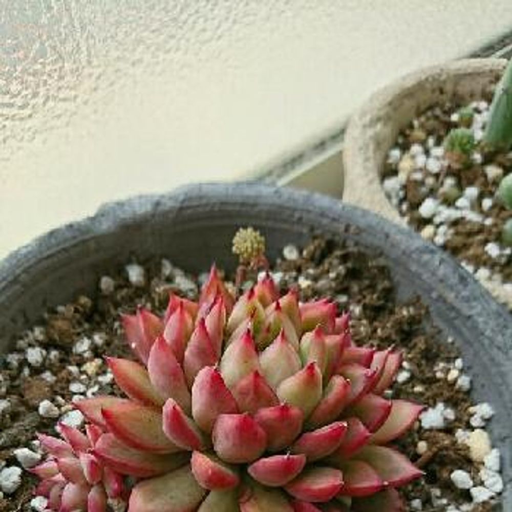 Photo by ねこぺーさん