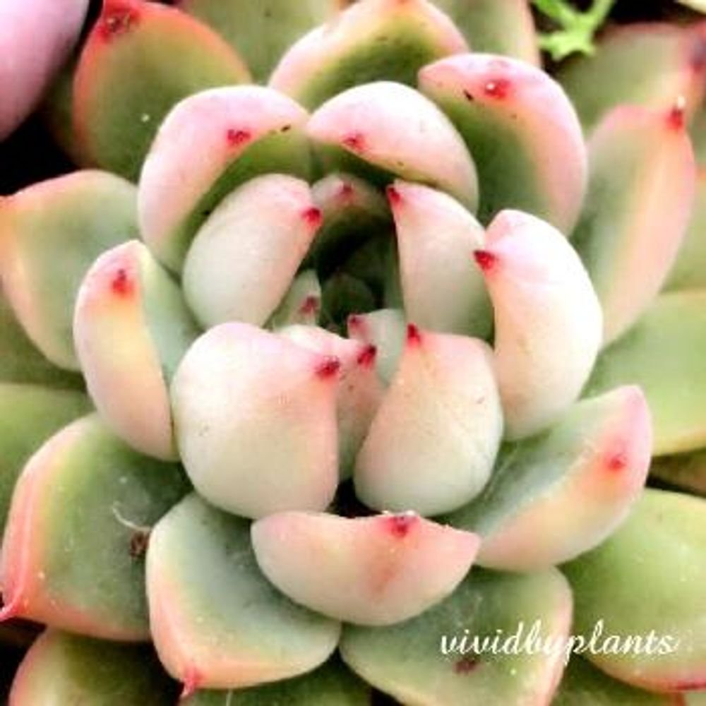 Photo by vividさん