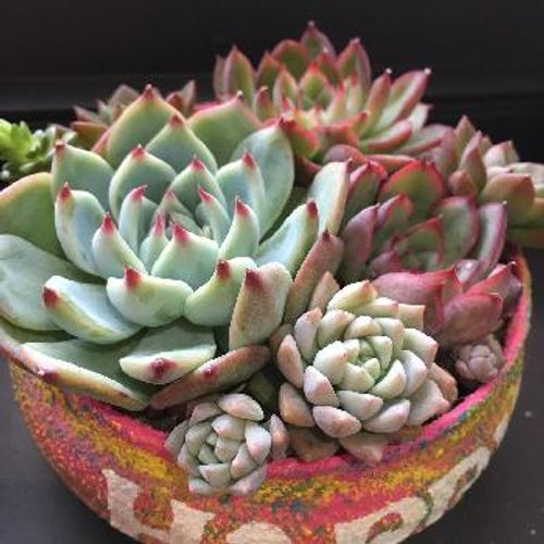 丈夫で可愛い 多肉植物 メビナの魅力 Greensnap グリーンスナップ