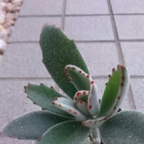 うさぎの耳みたい 月兎耳 ツキトジ の育て方 Greensnap グリーンスナップ