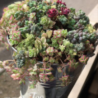 これさえ守れば大丈夫！セダムの水やりの画像