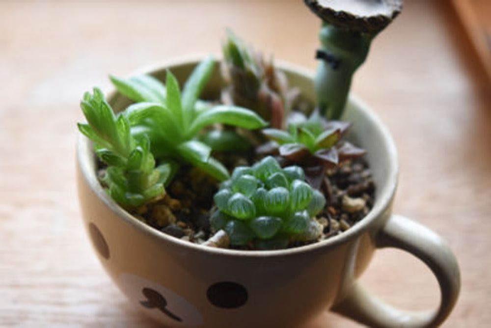 Photo by ekko.yさん