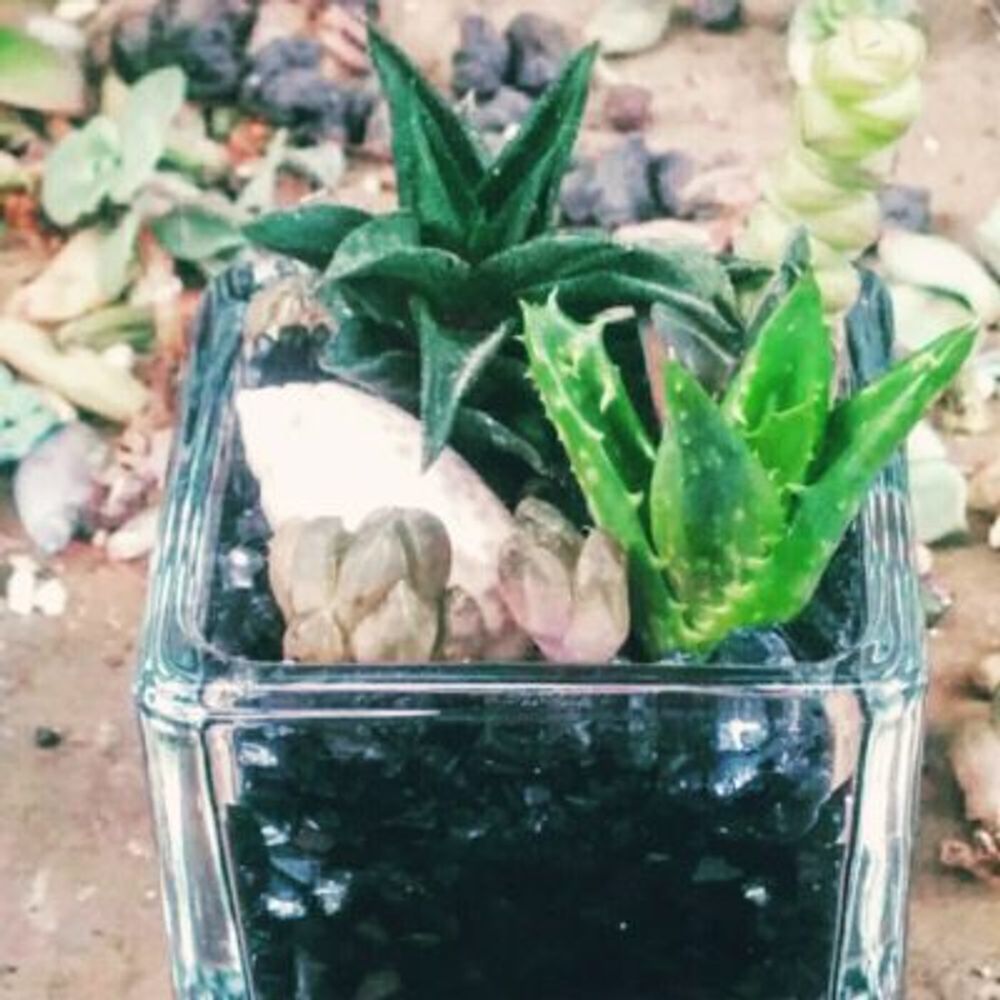 Photo by PLANTPLANETさん