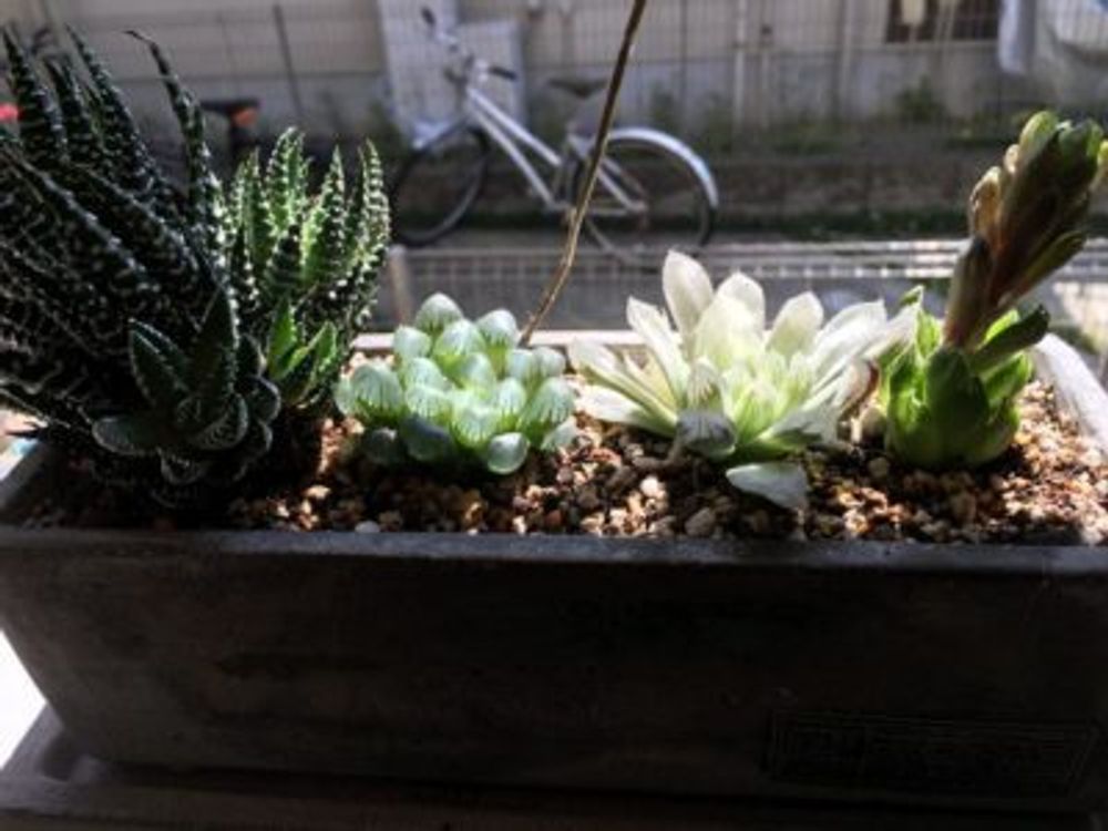 Photo by さこたすさん