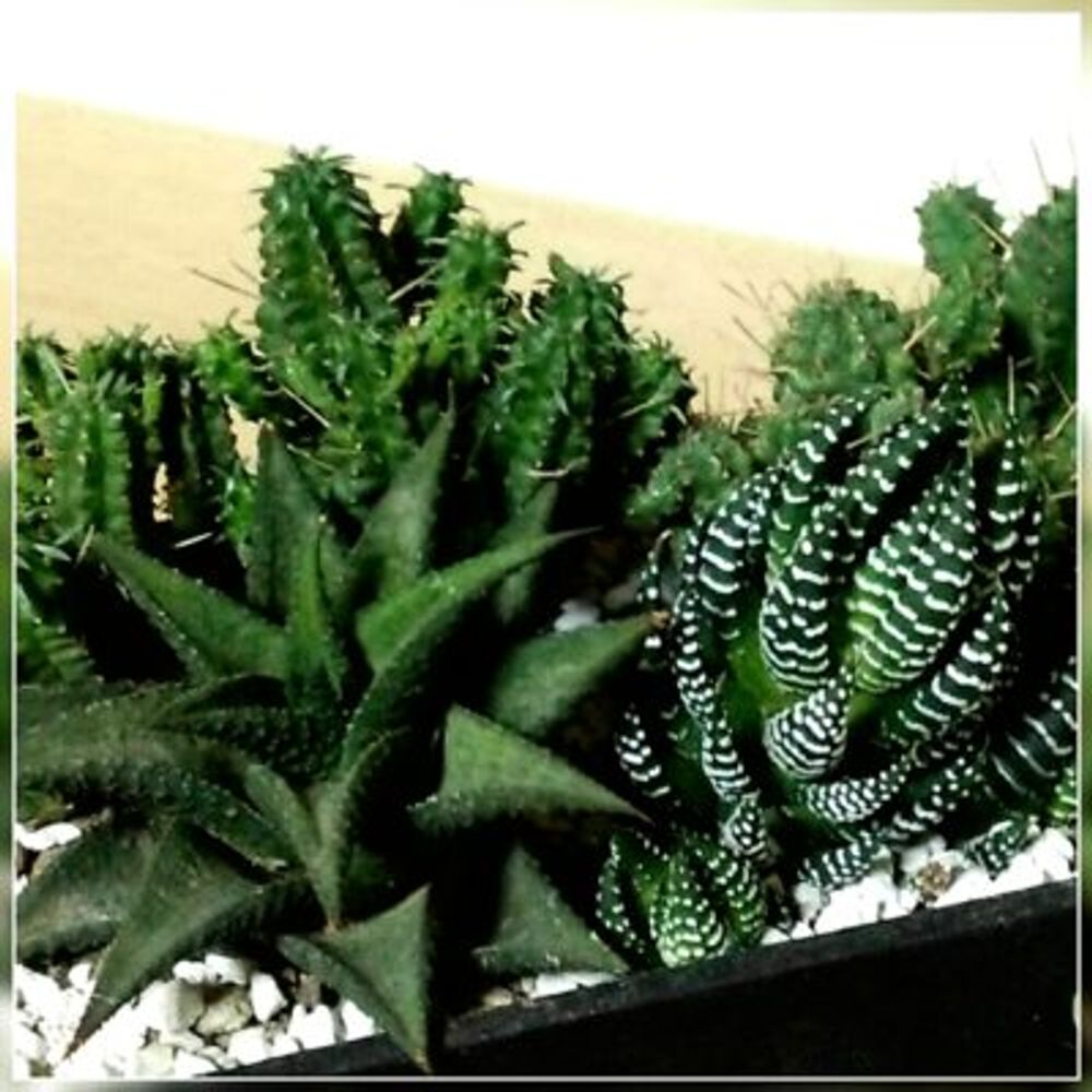 >Photo by 杢-moku さん