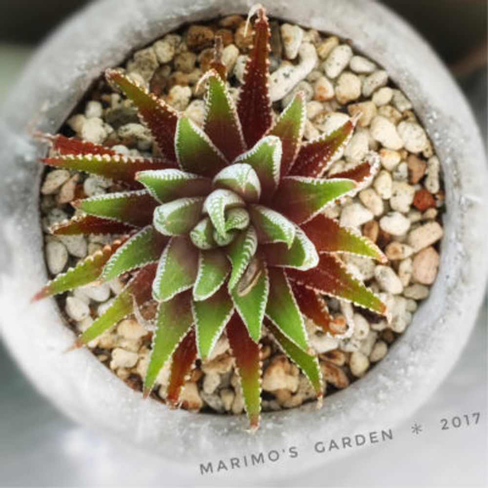 Photo by マリモさん