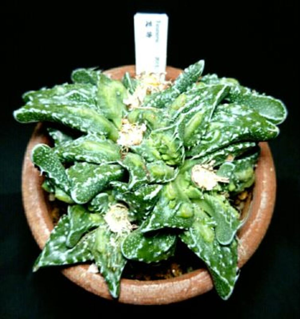 Photo by blue frogさん