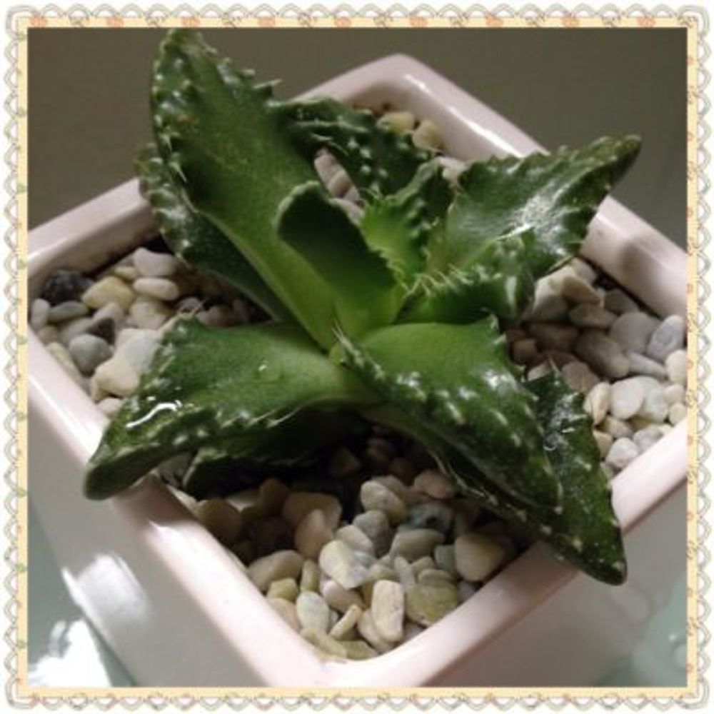 Photo by ＊＊かず＊＊さん