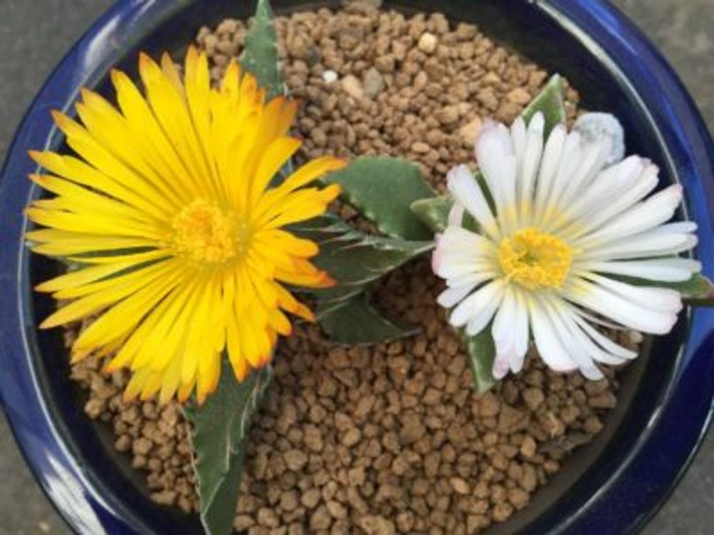 Photo by クレアさん