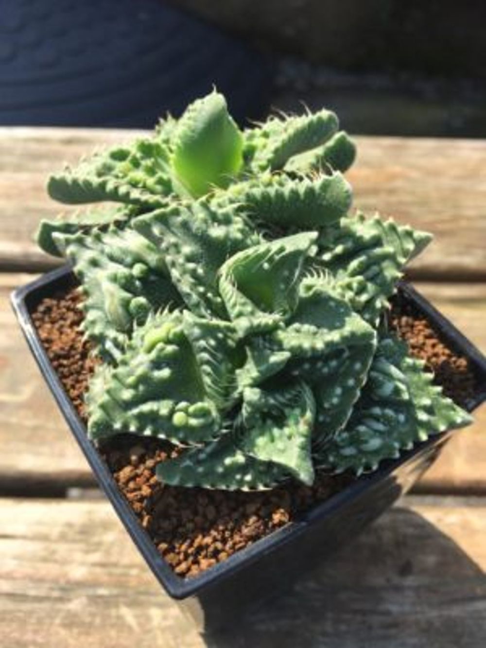 Photo by うんぽこますさん