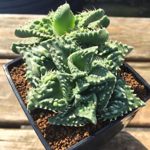 フォーカリアの育て方 怒涛 荒波 雪波は花が咲く 日当たりは Greensnap グリーンスナップ