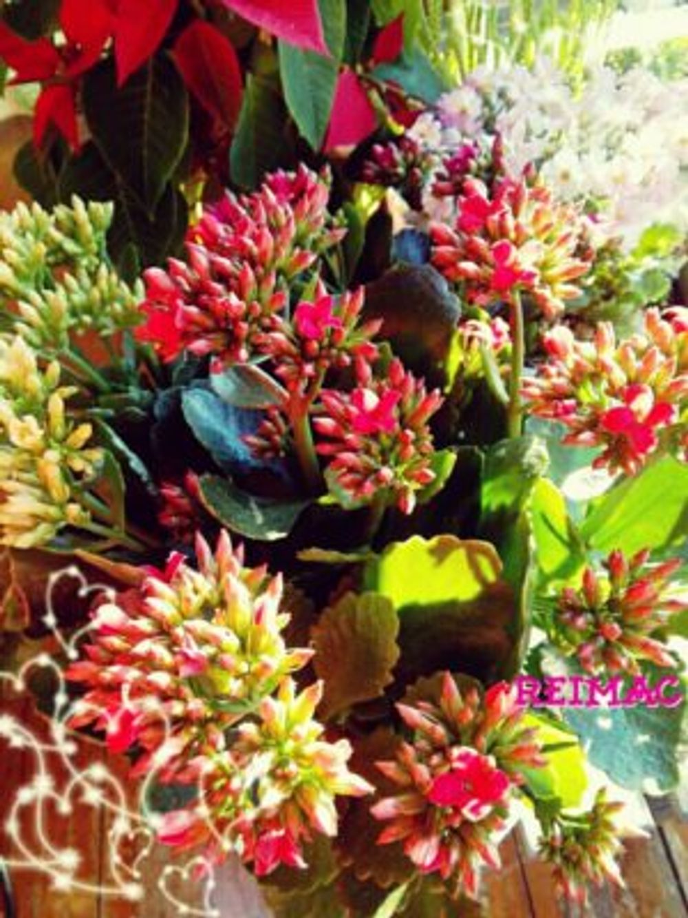 Photo by レイマックさん