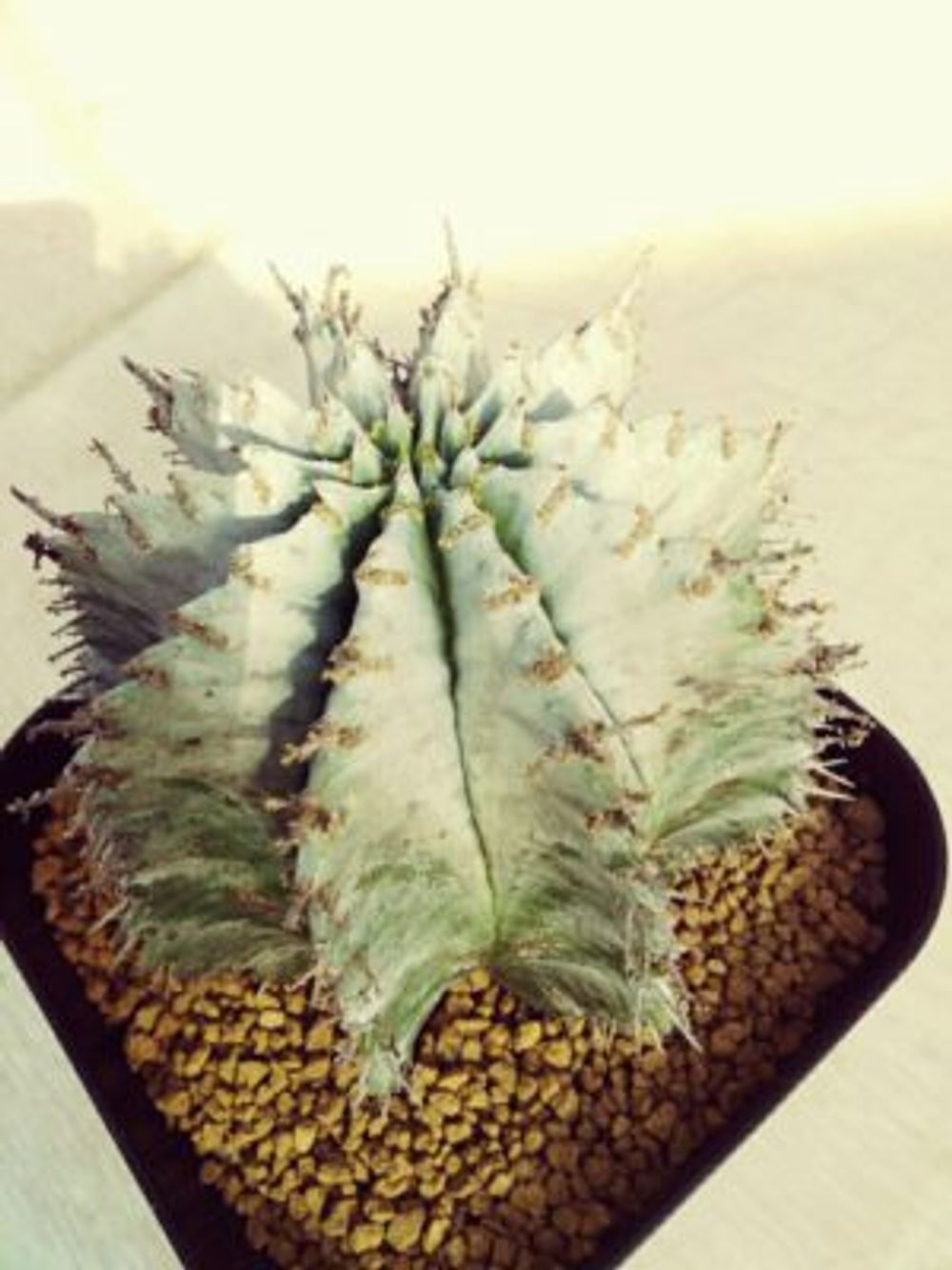 Photo by ガーデンガーデンおんしつさん