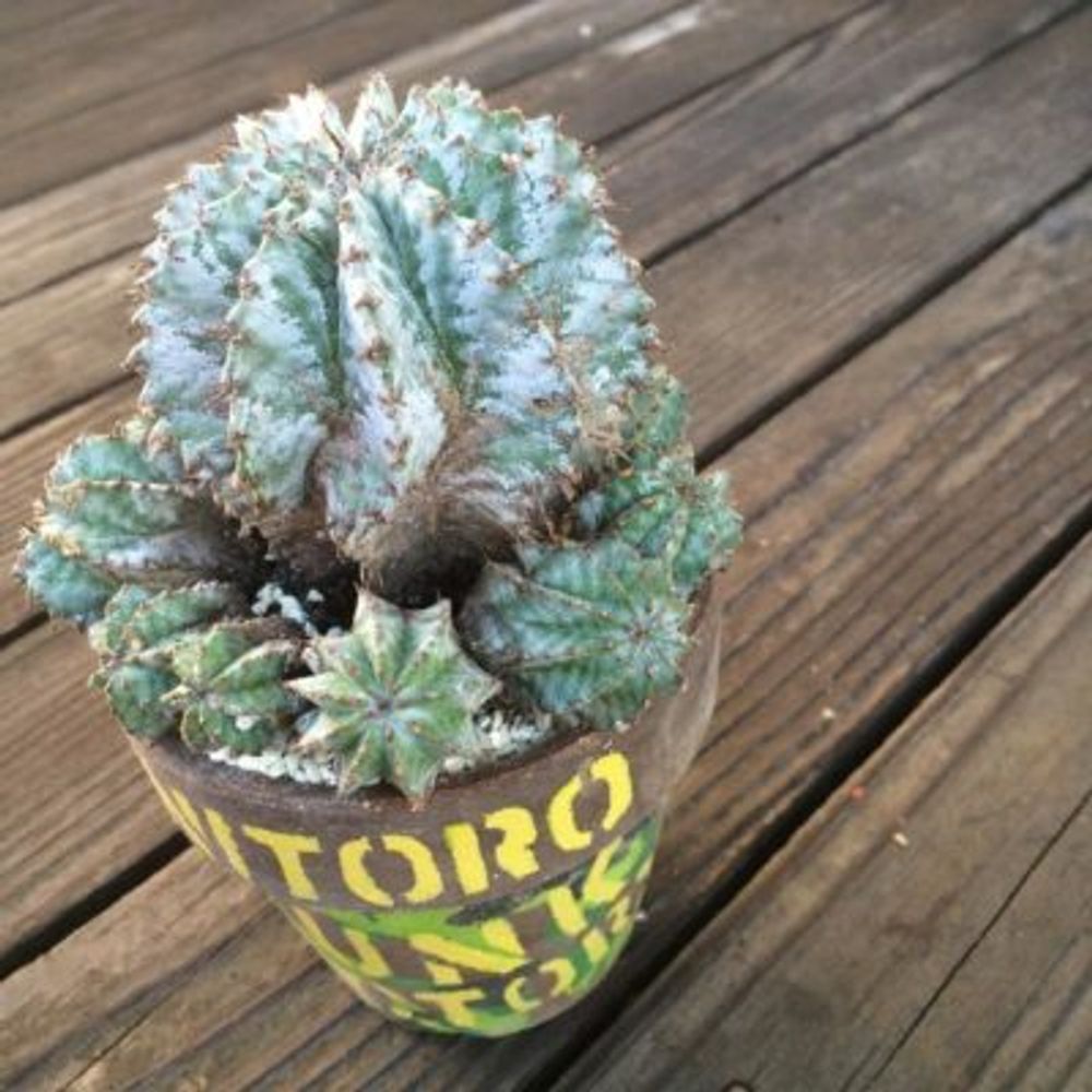 Photo by Tsuyoshi@nitorojunkfactoryさん