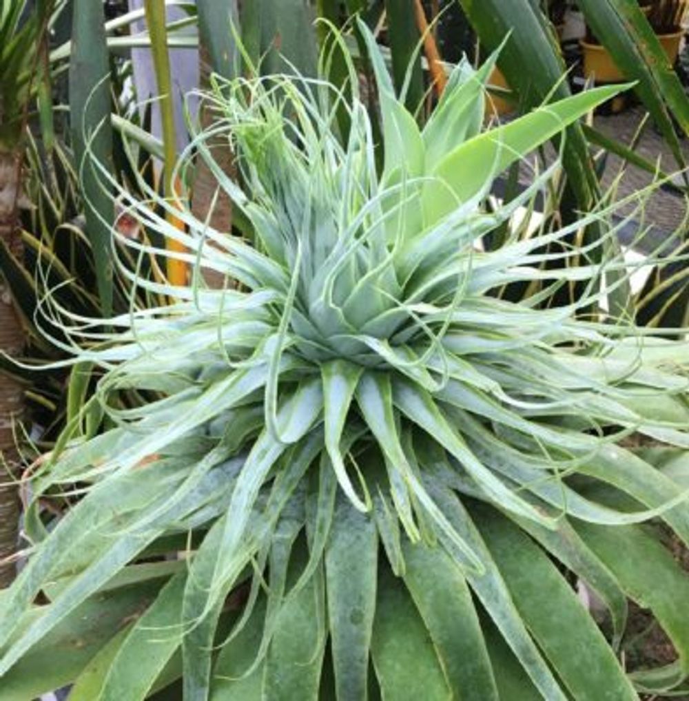 Photo by kisselさん