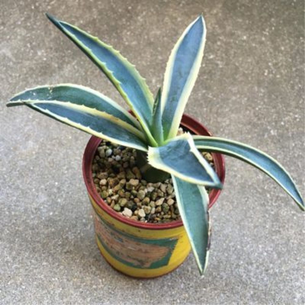 Photo by kisselさん