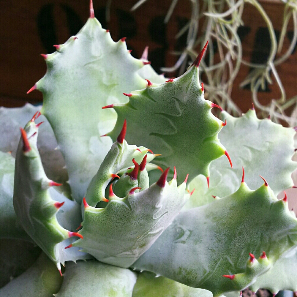 通販でも買えるアガベについてご紹介！｜🍀GreenSnap（グリーンスナップ）