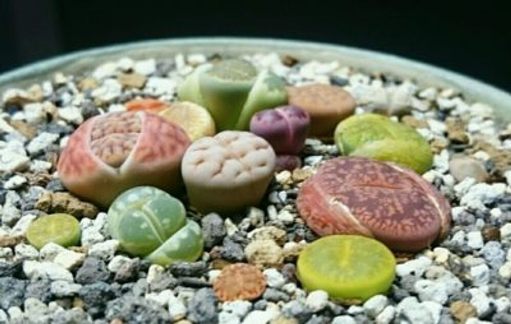 Photo by spider_whiteさん